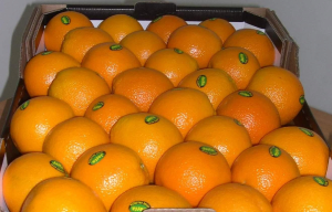 Fresh Tangerine_Mandarin Oranges